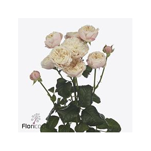 Rosa spray royal blush
