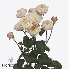 <h4>Rosa spray royal blush</h4>