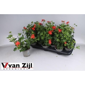 PEL PELT BALKON ROOD