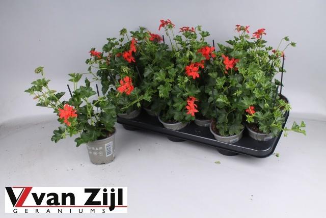 <h4>PEL PELT BALKON ROOD</h4>