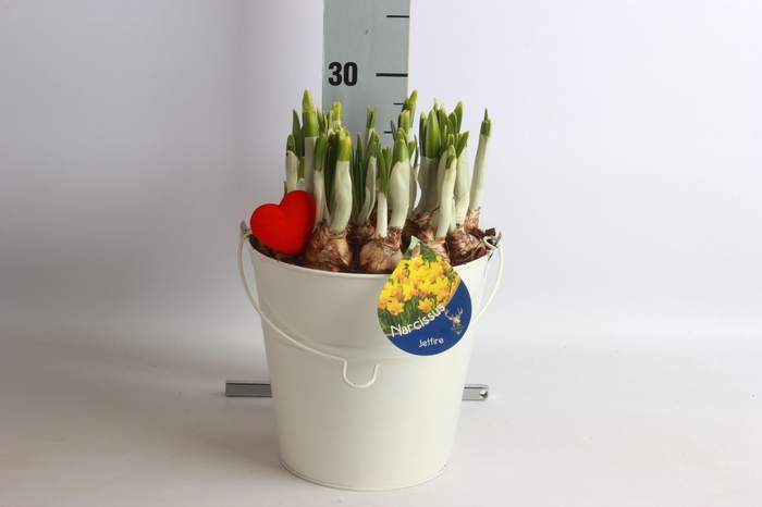 <h4>ARR NARCISSUS</h4>