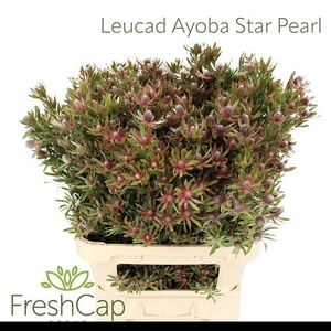 LEUCAD AYOBA ST PEAR