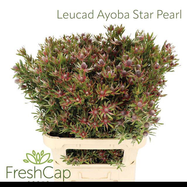 <h4>LEUCAD AYOBA ST PEAR</h4>