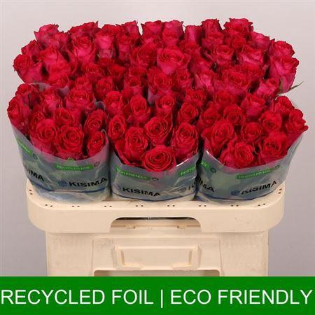 <h4>R Gr Madam Cerise</h4>