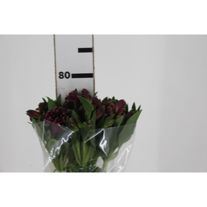 ALSTROEMERIA NAPOLI 080 CM