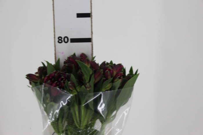 <h4>ALSTROEMERIA NAPOLI 080 CM</h4>