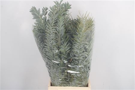 <h4>Acacia Luna D'argento Per Bunch</h4>