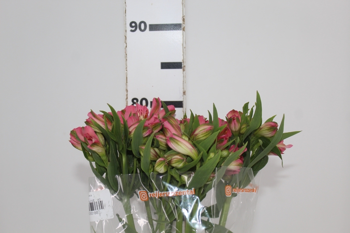 <h4>ALSTROEMERIA TOURMALINE 080 CM ROSA</h4>