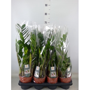 Zamioculcas zamiifolia