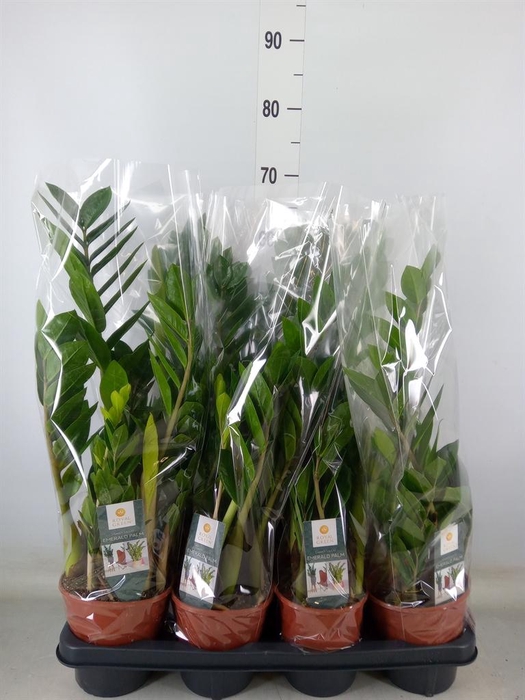<h4>Zamioculcas zamiifolia</h4>