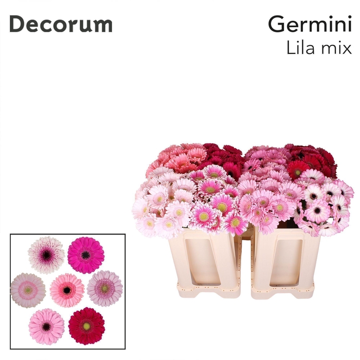 <h4>GE MI MIX LIL ROSE Emmer X60 met hoes</h4>