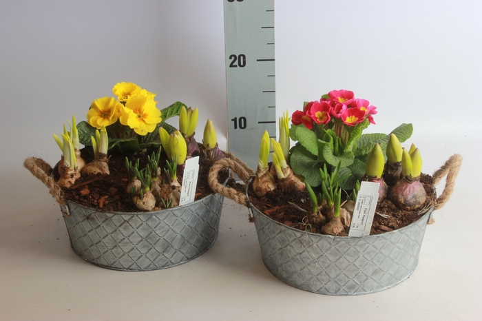 <h4>ARR BOL KNOLGEWAS</h4>