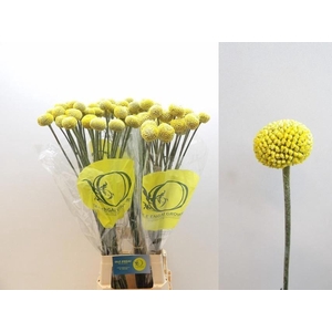 CRASP GLOBOSA PAINTBALL POPUP