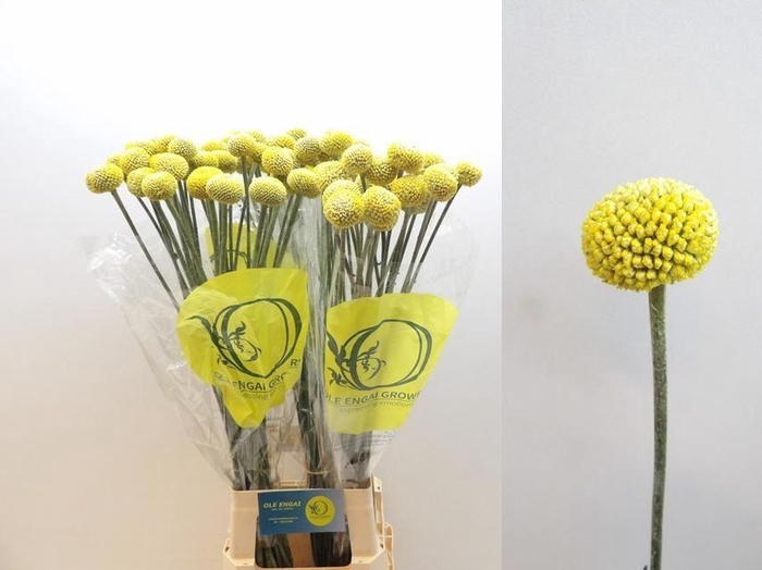 <h4>CRASP GLOBOSA PAINTBALL POPUP</h4>