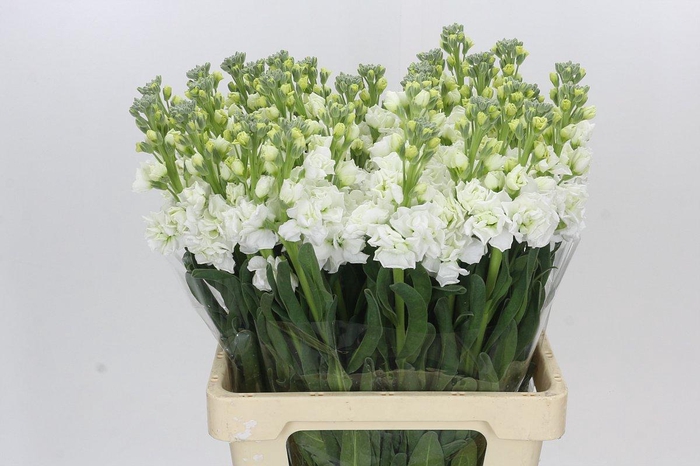 <h4>Matthiola Iron White</h4>