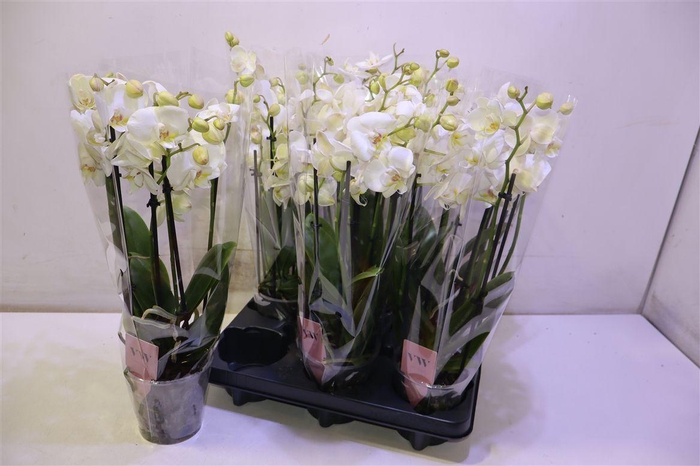 <h4>Phal An Inverness</h4>