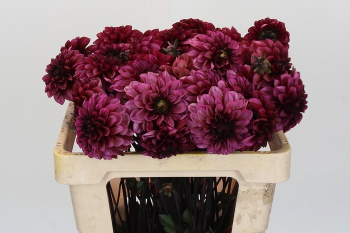 Dahlia Seniors Hope
