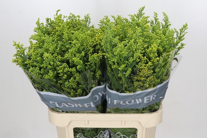 <h4>SOLI GOLDEN GLORY</h4>