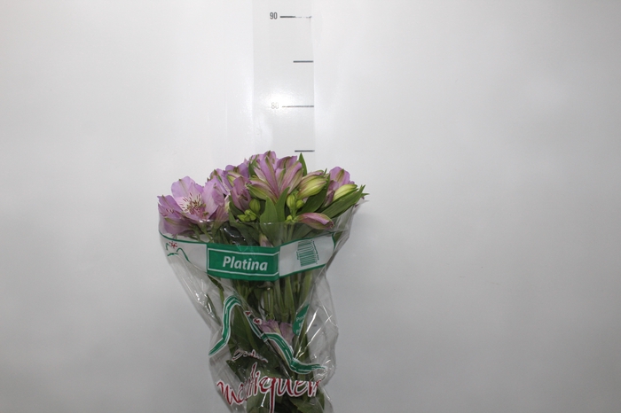 <h4>ALSTROEMERIA PLATINA 080 CM</h4>