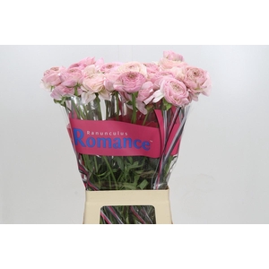 Ranunculus asiaticus Supreme Light Pink