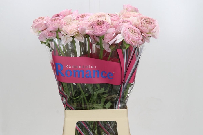 <h4>Ranunculus asiaticus Supreme Light Pink</h4>