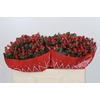 Hypericum True Romance