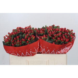 Hypericum True Romance