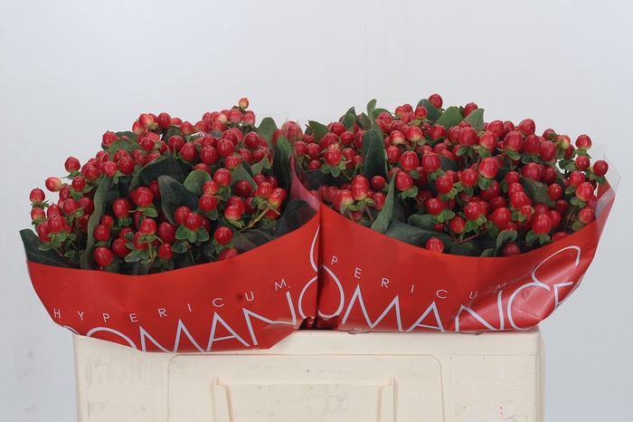 Hypericum True Romance