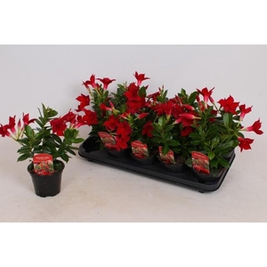 MANDE RIO DEEP RED