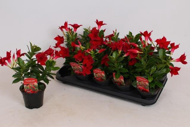 <h4>MANDE RIO DARK RED</h4>