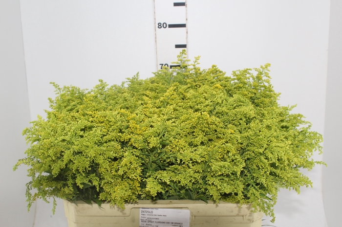 <h4>TANGO MAÇO</h4>