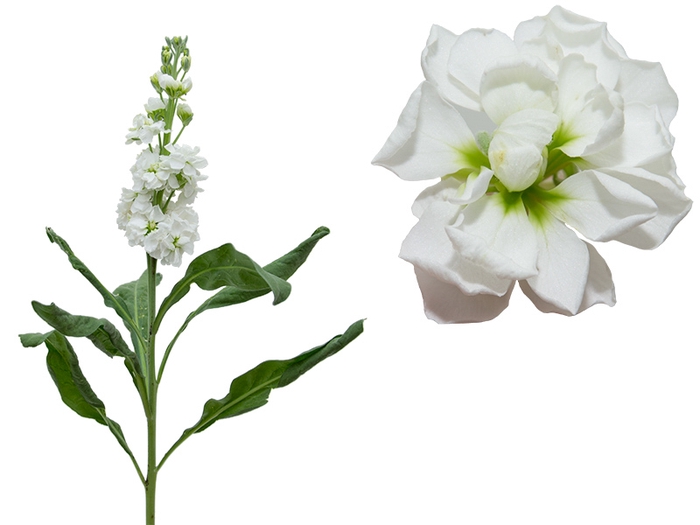 <h4>GOIVO DOBRADO 070 CM BRANCO</h4>