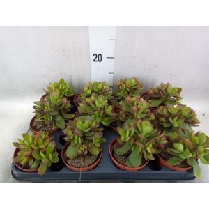 Crassula   ...