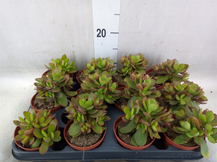 <h4>Crassula   ...</h4>