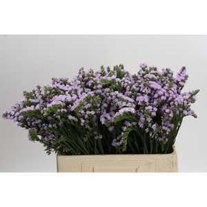 Limonium Donau Birds