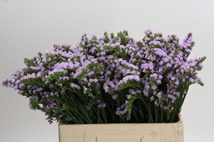 Limonium Donau Birds
