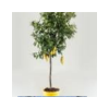 Citrus hystrix