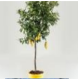 Citrus hystrix