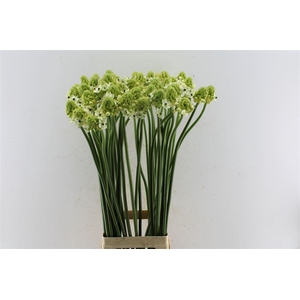 Ornithogalum Saundersiae White