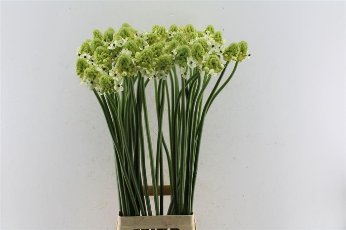<h4>Ornithogalum Saundersiae White</h4>