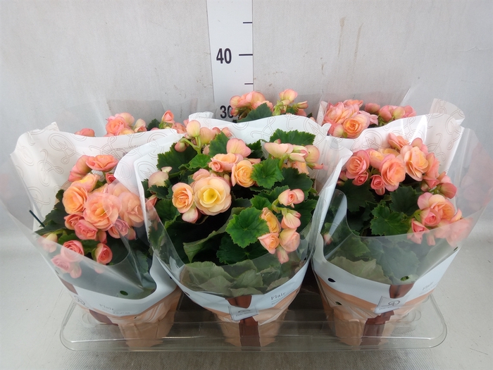 <h4>Begonia elat. DU 'Hailey Sunset'</h4>