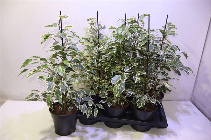 <h4>Fic Be Twilight</h4>