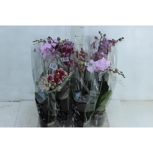 ORQUIDEA MULTIFLORA VARIADA 2 HST