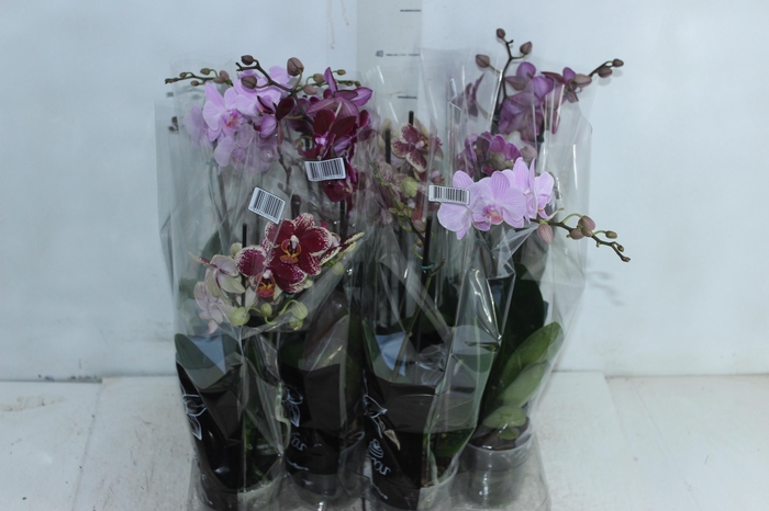 <h4>ORQUIDEA MULTIFLORA VARIADA 2 HST</h4>