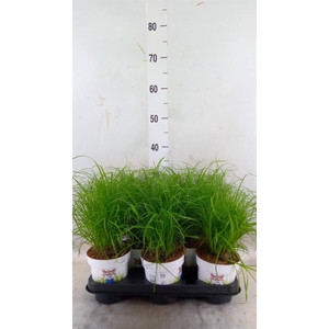 Cyperus alternifolius 'Zumula'