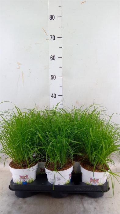 <h4>Cyperus alternifolius 'Zumula'</h4>