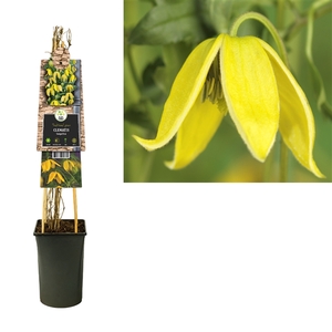 Clematis tangutica +3.0 label