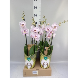 Phalaenopsis   ...white