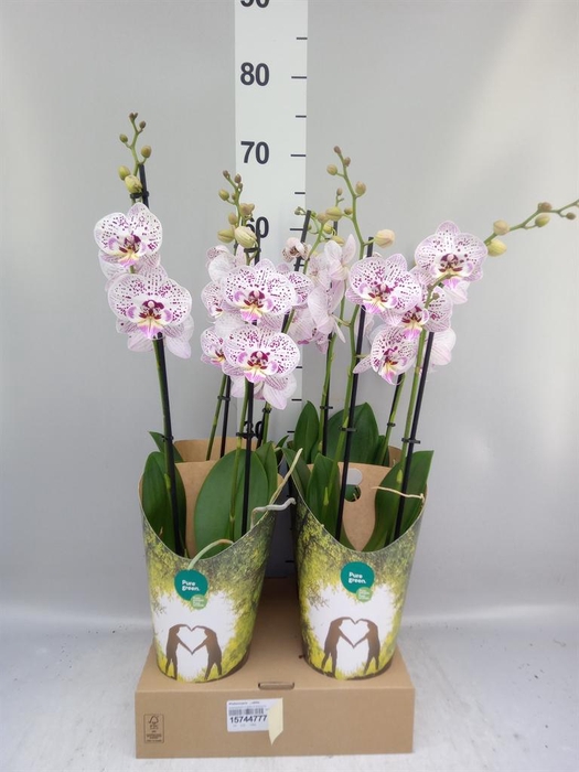 <h4>Phalaenopsis   ...white</h4>