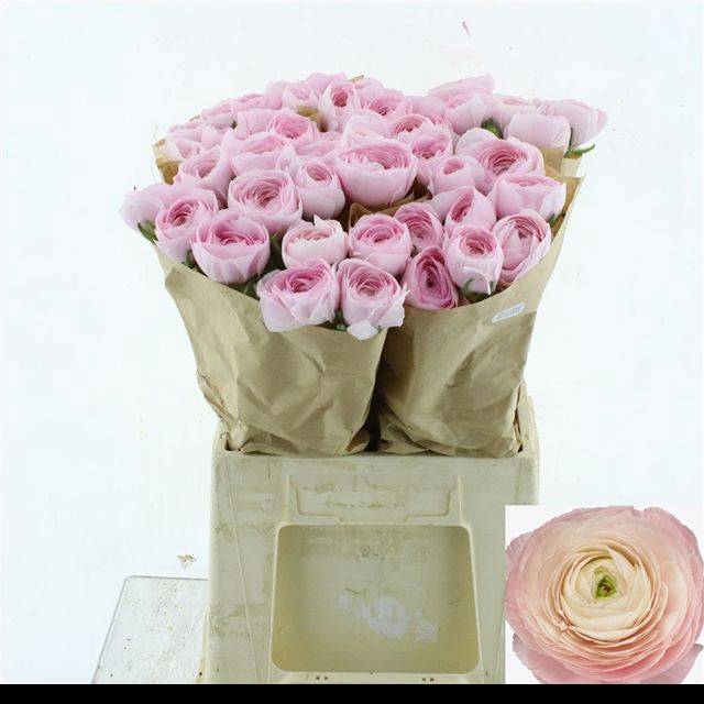 <h4>RAN SU HANOI</h4>